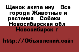 Щенок акита ину - Все города Животные и растения » Собаки   . Новосибирская обл.,Новосибирск г.